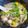 麵麵 kiwi 的 客家鹹湯圓 cooksnap