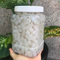 Cooksnap của Ngọc Cầu khi họ làm theo món Thạch dừa thô lá dứa đường phèn
