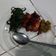 Cooksnap dari awladina rahmah untuk resep Ayam goreng Lengkuas Sinjay