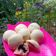 Cooksnap dari Putriayu 123 untuk resep Bakpao Isi Coklat Anti kempes, Anti Keriput