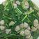 Cooksnap dari desti untuk resep Sawi hijau kuah bakso
