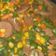 Cooksnap dari Siti Nurfatimah untuk resep Oseng wortel, jagung, buncis dan bakso