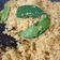 Cooksnap dari Laurensia Ycka untuk resep Bumbu Urap Kelapa Tumis