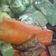 El cooksnap de Berenice Jasso cuando hizo Vegetales al horno con romero.