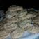La cooksnap de Grace Sosa cuando cocinó Galletas de avena