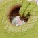 Cooksnap dari Windy Jatmika untuk resep Bolu Pandan