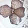 El cooksnap de Soledad Alvarez cuando hizo 🎄🍫Polvorones de chocolate🍫🎄.