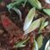 Cooksnap dari henny haploid untuk resep Ayam cabe saus tiram