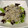 El cooksnap de Alicita cuando hizo Ensalada templada de gulas y setas.