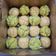 Cooksnap dari Shirley Angeline untuk resep Kue Mangkok