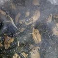 صورة من om rakan ، شاركها بعد تجربة وصفة طبق الملوخيه المصريه مع مخلل الباذنجان
