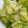 Mara's cooksnap of when they made Lettuce Chips 🥗 🥬.