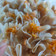 Cooksnap dari Della Aprillia untuk resep Dimsum ayam wortel