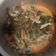 Cooksnap dari Riamelinda untuk resep Sayur Daun Singkong Kuah Santan