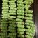 Cooksnap dari Yuli Karnawati untuk resep Semprit tepung larut