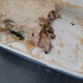 El cooksnap de Itziar cuando hizo Lasaña de espinacas y setas.