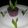 Cooksnap dari Anie Dessert untuk resep Puding Tape Ketan Itam #pr_tapedeeh