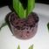 Cooksnap dari Anie Dessert untuk resep Puding Tape Ketan Itam #pr_tapedeeh
