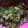 H Maigaree's cooksnap of when they made Kwadon zogale(moringa salad).