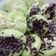 Cooksnap dari Lina Halbie untuk resep Kue Pukis
