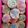 Christina Hoos's cooksnap of when they made Bunte Amerikaner.