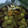 El cooksnap de Jessy cuando hizo Ponche de frutas.