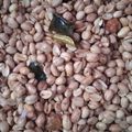 Cooksnap dari Rizky Nur Fitri untuk resep Kacang Goreng (gurih renyah)