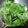 Cooksnap dari fransiska arie untuk resep Daun Singkong Rebus