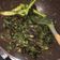 Cooksnap dari Nadya Setyabudi untuk resep Lidah Sapi Cabe Ijo