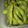 Cooksnap dari Bintu Tsaniyah untuk resep Cruchy Boiled Edamame