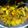 Cooksnap dari Priscilla Putri Elizabeth Kanky untuk resep Tumis Babi Sayur Asin