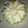 Cooksnap dari Ririn_rc untuk resep Putu Ayu Lembut dan gurih