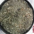 El cooksnap de Rosa Cuadrado cuando hizo Arroz negro.
