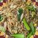 Cooksnap dari Rully Andrianto untuk resep Mie Goreng Seafood ala Chinese