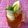 Cooksnap από 𝒳𝓇𝓊𝓈𝑜𝓊𝓁𝒶 𝒦𝑜𝓃𝓉𝑜𝓅𝑜𝓊𝓁𝑜𝓊 στη συνταγή Παγωμένο τσάι του βουνού