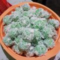 Cooksnap dari Asnie Milan untuk resep Kue Klepon / Kue Malaka