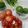 Cooksnap Rose Nani Nizah Nayan semasa beliau membuat Tips Menyimpan Cili/Bawang Putih Kupas/Tomato/Limau Nipis.