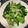 慈慈 的 油菜黑美人菇  (五辛素) cooksnap