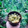 Cooksnap của Mẹ Chip (Thư Nguyễn) khi họ làm theo món Tuần 34: Xôi cốm hạt sen