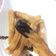 Cooksnap dari Ms. Kaito untuk resep Churros enak, 1 telur, no mixer 💕