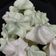 Cooksnap dari Christien Margaret untuk resep Meringue kisses