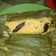 Cooksnap dari Indri Puspita Sari untuk resep Pepes Udang Kemangi (tanpa daun pisang)