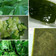 Cooksnap dari Neneng Nani Flashin untuk resep CINCAU HIJAU
