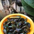 Cooksnap dari Alifa Dyah Savira untuk resep Kerang ijo bumbu kuning