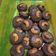 Cooksnap dari 🪻Eliza👒Mahyawi🪻 untuk resep Choco Mede Cookies