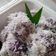 Cooksnap dari Gianina Neena untuk resep Klepon Ubi Ungu