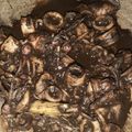 Cooksnap dari Yuliono Edi Prasetyo untuk resep Cumi-cumi Bumbu Hitam