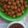 Cooksnap dari Lucyanawaty untuk resep PRENTUL TAHU ala LC