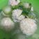 Cooksnap dari Rina Mulyaningsih untuk resep Lohoa (Bakso Rambutan)