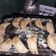 El cooksnap de Morena Flores ʚǐɞ cuando hizo Masa tapas de empanadas tipo criolla.